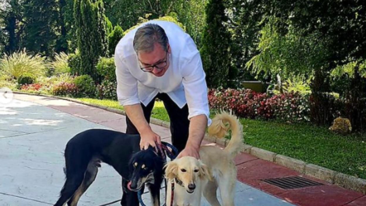 “UMORIO SAM SE OD BEZOČNIH LAŽI NAŠIH POLITIČARA” Predsednik Vučić spas pronašao u šetnji sa psima: Odgovor sledi večeras! (FOTO)