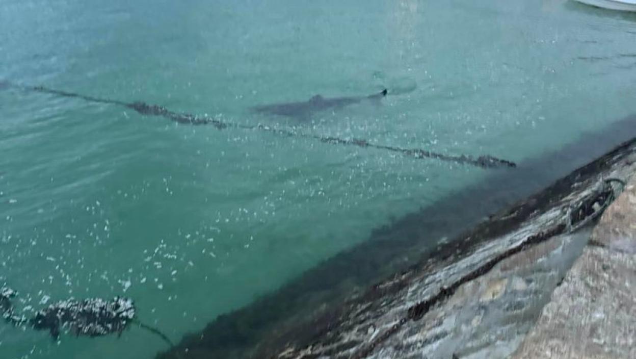DECA UŽIVALA U MORU NE SLUTEĆI DA JE ISPOD NJIH DŽINOVSKA AJKULA: Vrišteći pobegli iz vode, očevidac sve zabeležio (VIDEO)