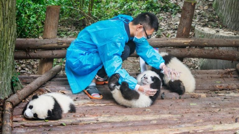LEPE VESTI! Džinovska panda donela na svet BLIZANCE – najstarija je majka ove vrste